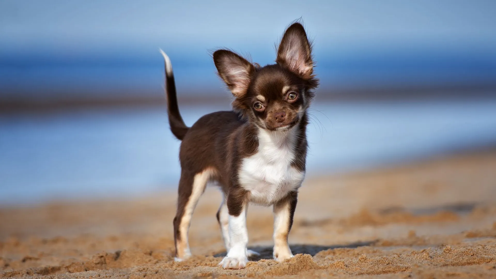 Chihuahua (Long Coat)